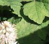 Tiarella wherryi, flowers