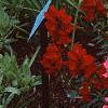 Antirrhinum majus 'Liberty', habit