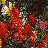 Antirrhinum majus 'Liberty', habit