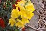 Antirrhinum majus 'Liberty', habit
