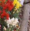 Antirrhinum majus 'Liberty', habit