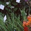 Antirrhinum majus 'Liberty', habit
