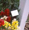 Antirrhinum majus 'Liberty', habit
