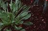Antirrhinum majus 'Liberty', habit