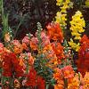 Antirrhinum majus 'Liberty', habit