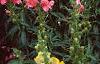 Antirrhinum majus 'Liberty', habit