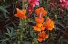 Antirrhinum majus 'Liberty', habit