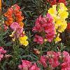 Antirrhinum majus 'Liberty', habit