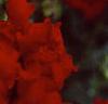 Antirrhinum majus 'Liberty', flowers