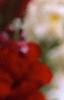 Antirrhinum majus 'Liberty', flowers