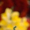Antirrhinum majus 'Liberty', flowers