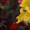 Antirrhinum majus 'Liberty', flowers
