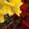 Antirrhinum majus 'Liberty', flowers