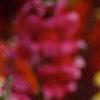 Antirrhinum majus 'Liberty', flowers