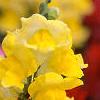 Antirrhinum majus 'Liberty', flowers