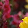 Antirrhinum majus 'Liberty', flowers