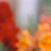 Antirrhinum majus 'Liberty', flowers