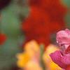 Antirrhinum majus 'Liberty', flowers