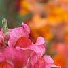 Antirrhinum majus 'Liberty', flowers
