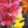 Antirrhinum majus 'Liberty', flowers