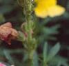Antirrhinum majus 'Liberty', flowers