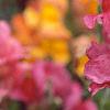 Antirrhinum majus 'Liberty', flowers
