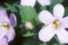 Chaenostoma cordatum 'Danova906', flowers