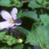 Chaenostoma cordatum 'Danova906', flowers