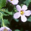 Chaenostoma cordatum 'Danova906', flowers