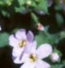 Chaenostoma cordatum 'Danova906', flowers