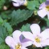 Chaenostoma cordatum 'Danova906', flowers