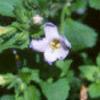 Chaenostoma cordatum 'Danova906', flowers