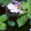 Chaenostoma cordatum 'Danova906', flowers