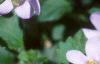 Chaenostoma cordatum 'Danova906', flowers