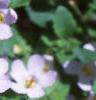 Chaenostoma cordatum 'Danova906', flowers