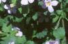 Chaenostoma cordatum 'Danova906', flowers