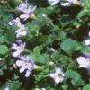 Chaenostoma cordatum 'Danova906', flowers