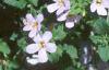 Chaenostoma cordatum 'Danova906', flowers