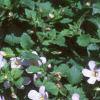 Chaenostoma cordatum 'Danova906', flowers
