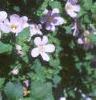 Chaenostoma cordatum 'Danova906', flowers
