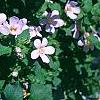 Bacopa 'Lavender Storm', habit