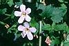 Bacopa 'Lavender Storm', habit