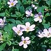Bacopa 'Lavender Storm', habit