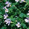 Bacopa 'Lavender Storm', habit