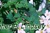 Bacopa 'Lavender Storm', habit