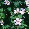 Bacopa 'Lavender Storm', habit