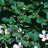 Bacopa 'Lavender Storm', habit