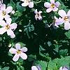 Bacopa 'Lavender Storm', habit
