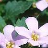 Bacopa 'Lavender Storm', flowers