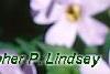 Bacopa 'Lavender Storm', flowers
